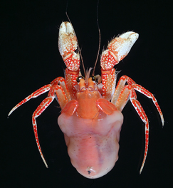 イソギンチャクを穿いた状態