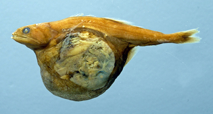 オニボウズギス