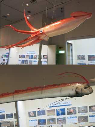 空飛ぶイカと魚