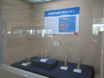 展示ケースの様子