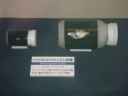 ハイイロヒカリデメニギス