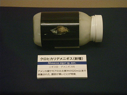 クロヒカリデメニギス