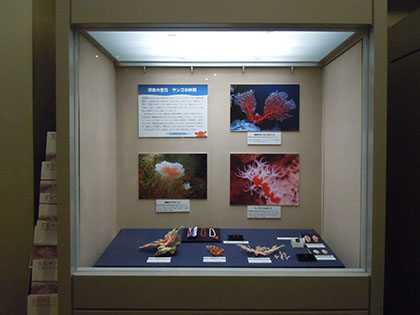 宝石サンゴの展示