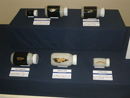 展示ケース内の様子