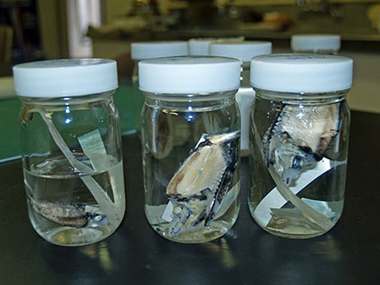 帰ってきたデメニギス軍団