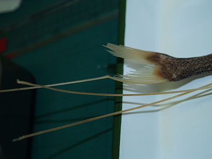 オオイトヒキイワシ4