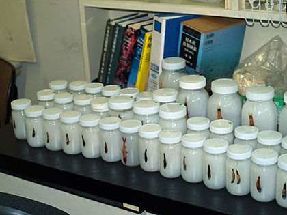 ハダカイワシ祭り