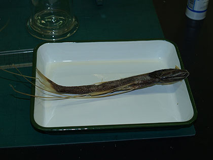 オオイトヒキイワシ1