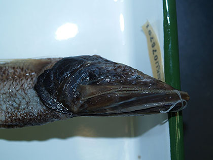 オオイトヒキイワシ2