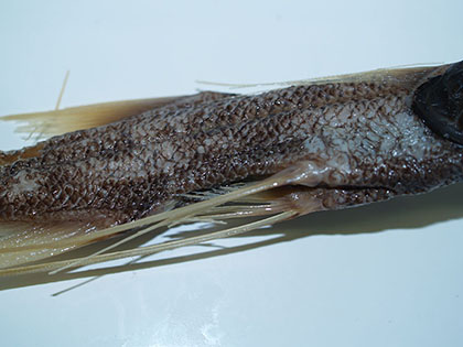 オオイトヒキイワシ3