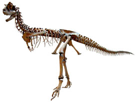 カルノタウルス全身骨格