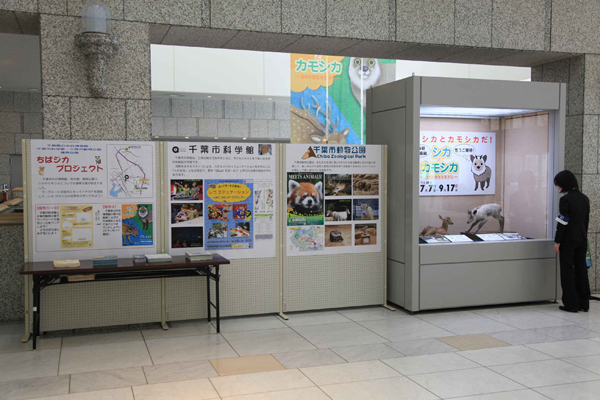 紹介展示（千葉県立中央博物館）