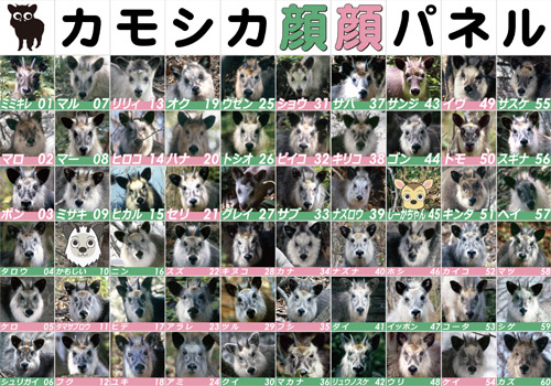 カモシカ顔パネル