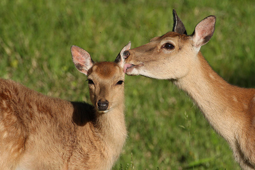 シカの母と子