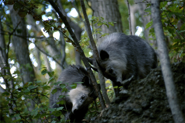 角こすりをするシカの母子