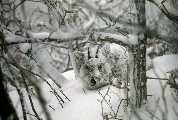 吹雪の中のシカ