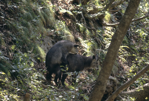 シカの交尾
