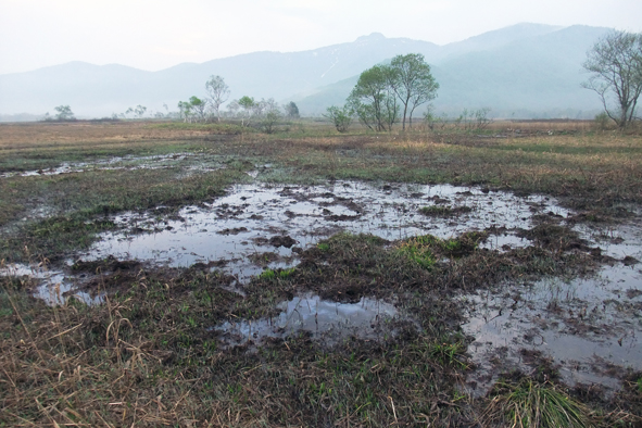 尾瀬におけるシカの影響