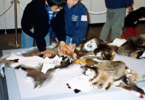 毛皮に触ってみる