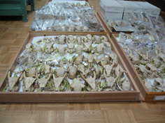 キョンの頭骨標本