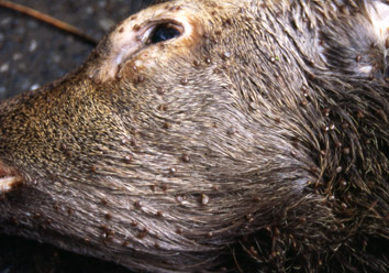 シカに寄生していた多数のマダニ