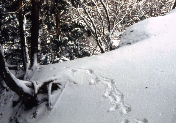 カモシカ足跡