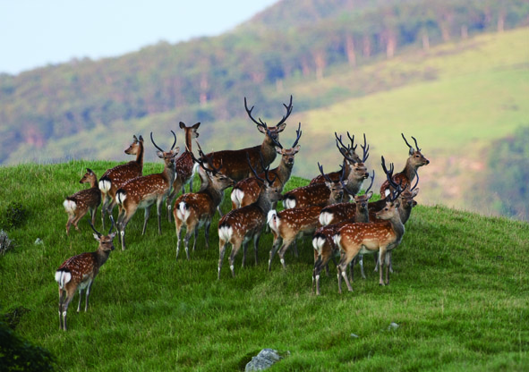群れをつくるニホンジカ