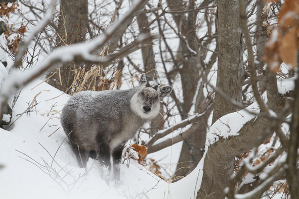 ニホンカモシカ