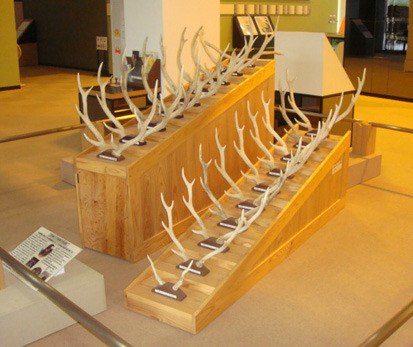 ニホンジカの落角