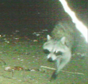 センサーカメラで撮影されたアライグマ