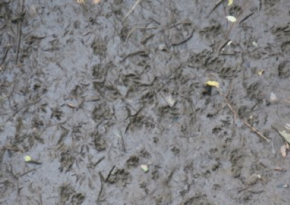 舟田池岸辺の哺乳類の足跡