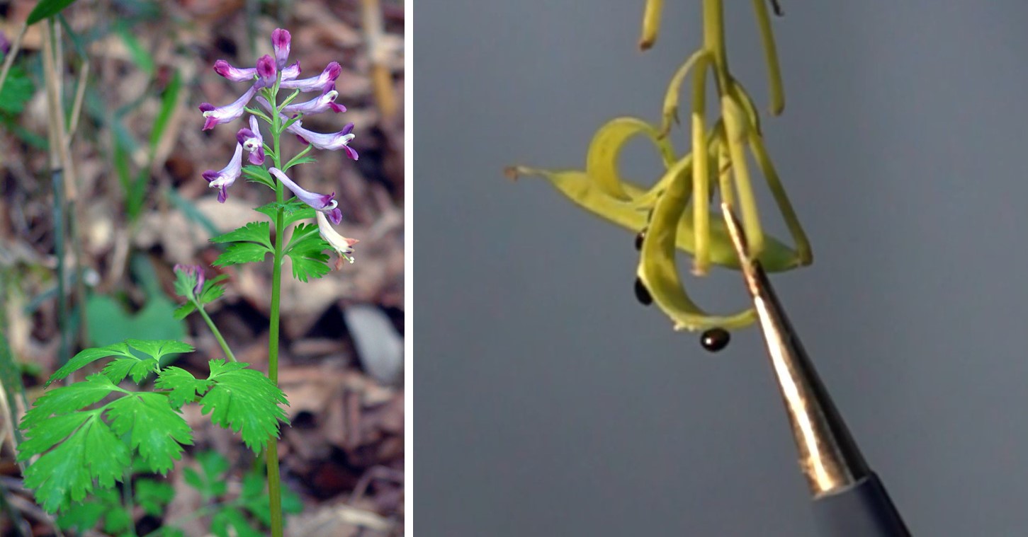 ムラサキケマン