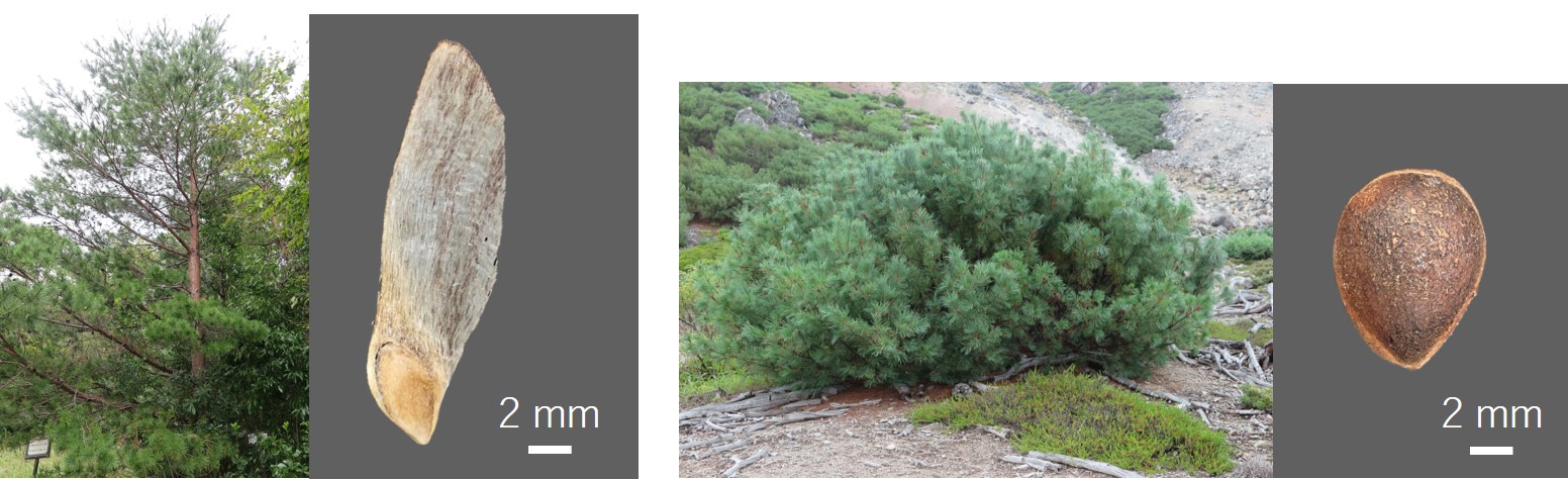 アカマツとハイマツ