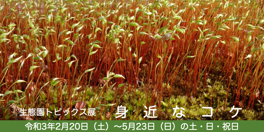 生態園トピックス展「身近なコケ」バナー