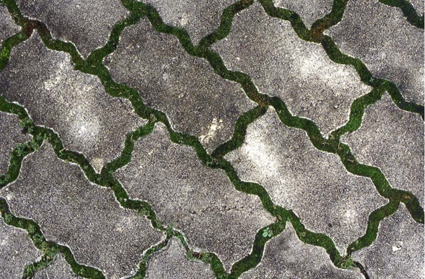 足元の石畳の間にもコケが生えています。