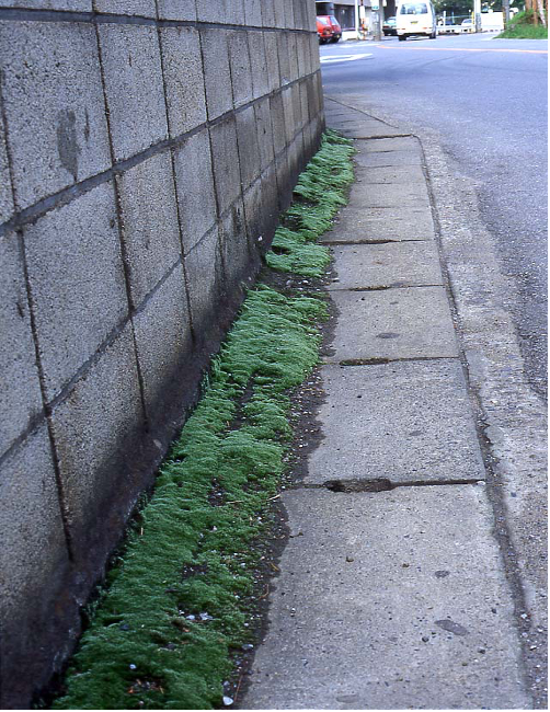 道路脇のコケ