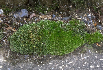 ギンゴケとホソウリゴケ