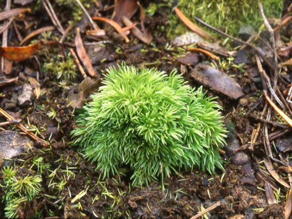 ホソバオキナゴケ