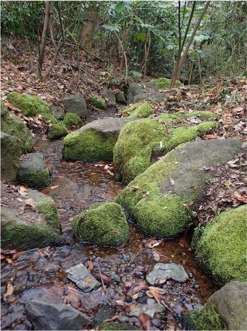 せせらぎのコケ