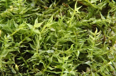 ハヤマヤナギゴケ