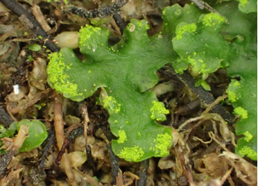 コモチミドリゼニゴケ