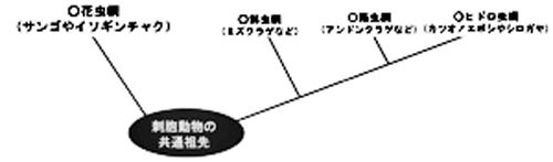 刺胞動物の系統関係