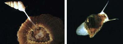 イソギンチャクを食べる貝