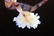 挟まれてしまうイソギンチャク